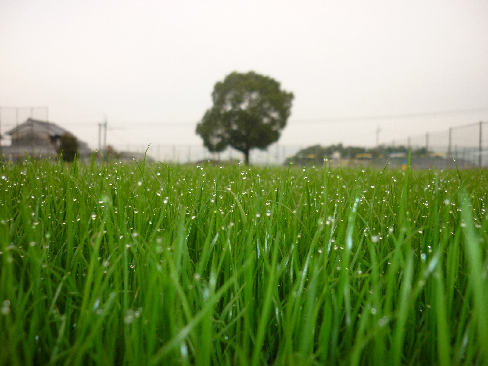 オーバーシードの様子3