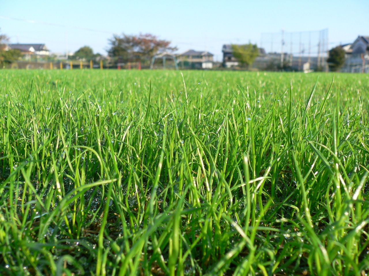 オーバーシードの様子1