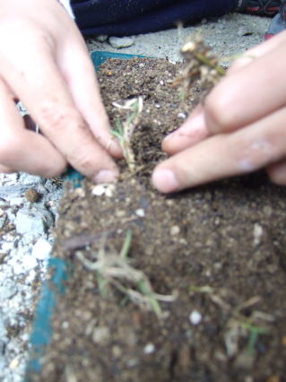 苗づくり4
