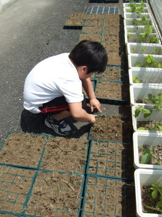 苗づくり5