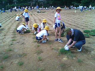 苗植付け2