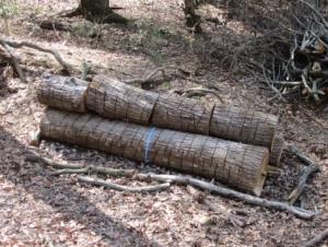 枝払い、玉切りした木