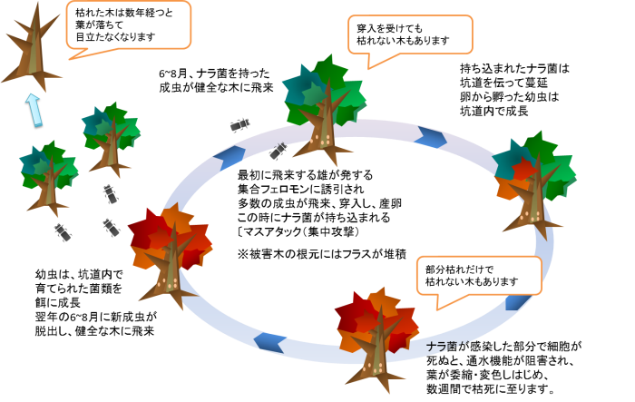 ナラ枯れサイクル図