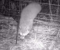 動体検知カメラ写真