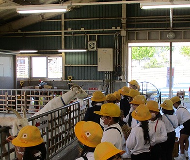 ヤギのエサやり