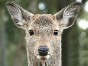鹿顔正面
