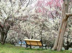 ならみんぱく梅林写真2