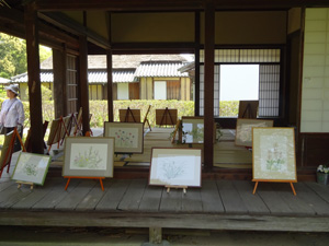 水彩 野の花スケッチ展