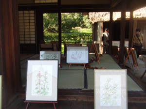 水彩　野の花スケッチ