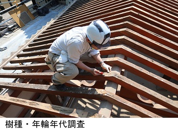 樹種・年輪年代調査