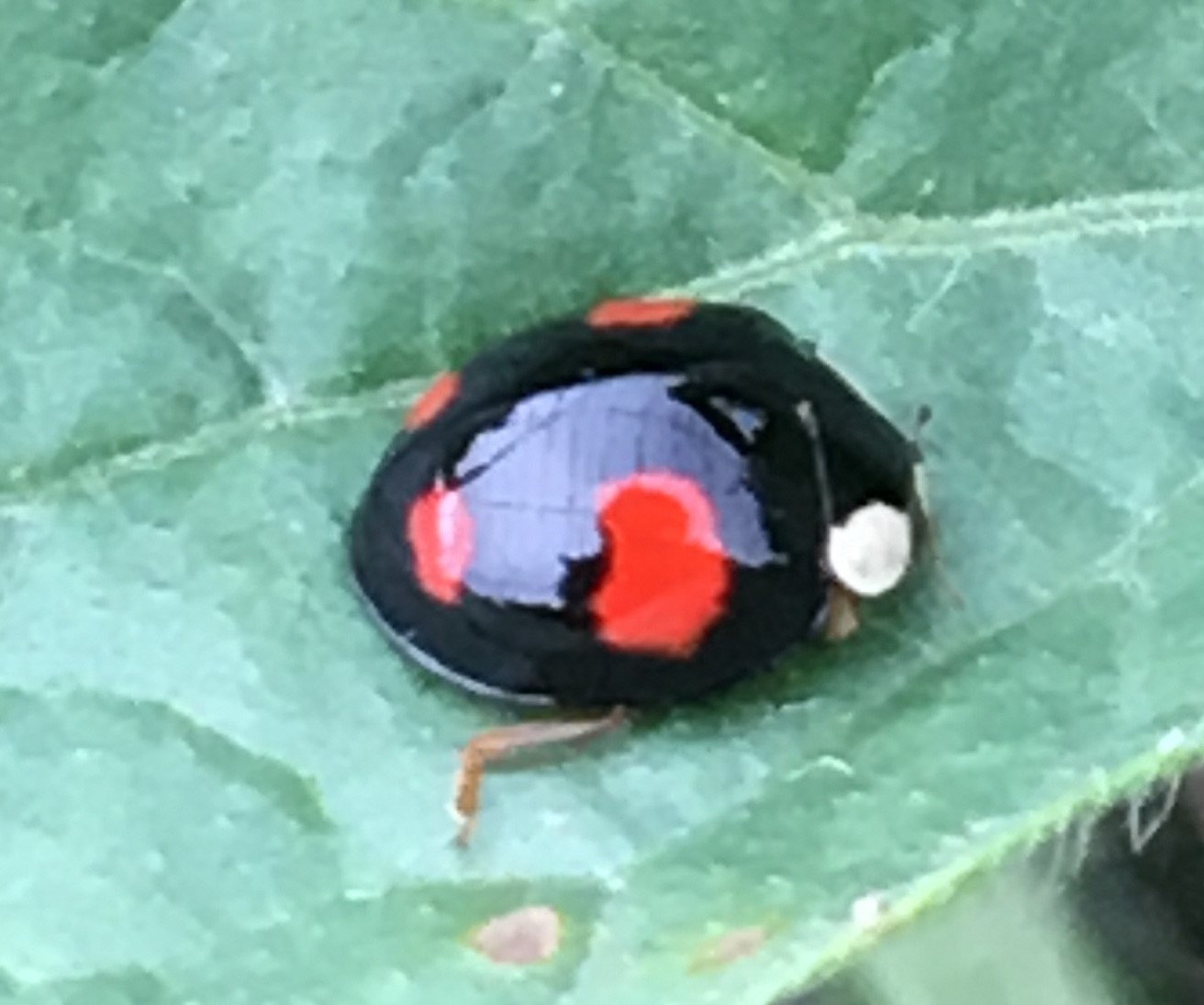 遺伝子の多様性1