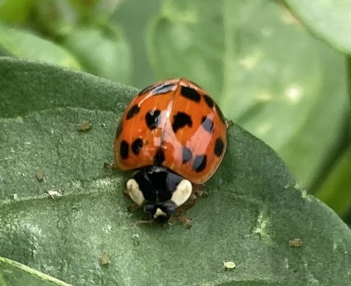遺伝子の多様性3