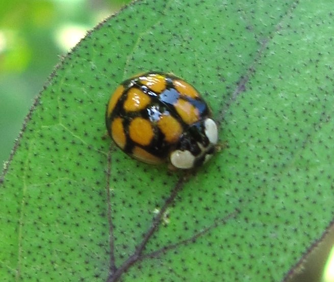 遺伝子の多様性2