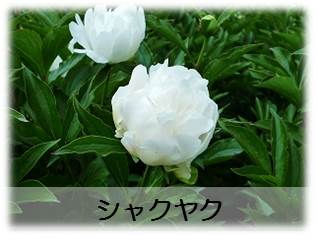 シャクヤク