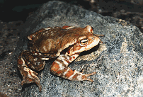 ナガレヒイガエル