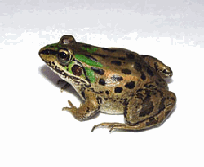 ナゴヤダルマガエル