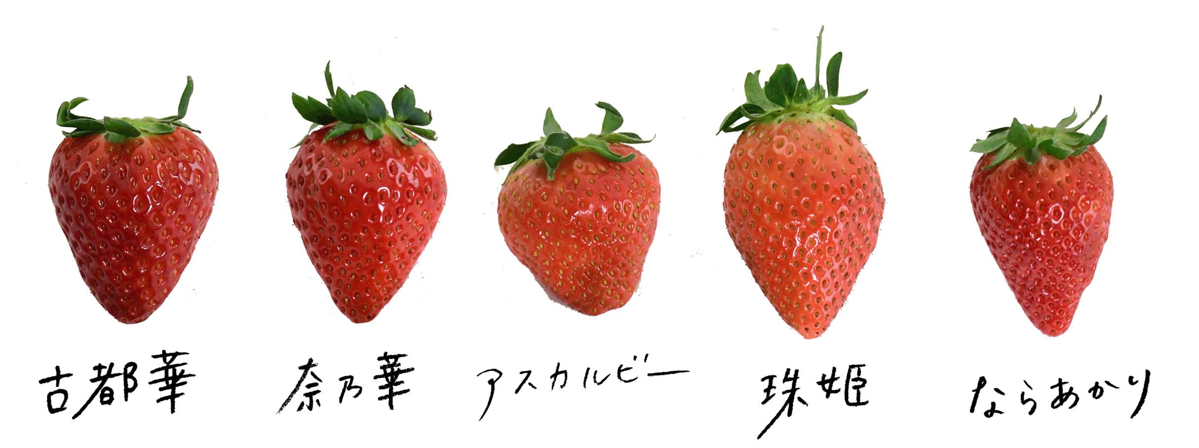 いちご種類画像