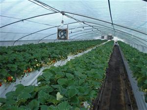 農業用ハウス内の様子