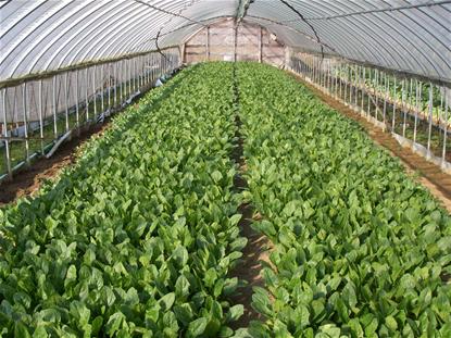 ハウス内軟弱野菜の様子