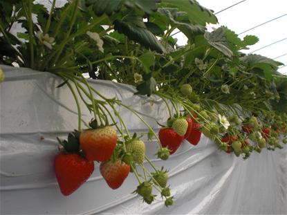 イチゴ栽培の様子