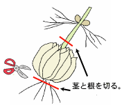 球根堀上後の処置