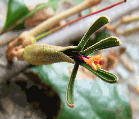 オオバヤドリギ