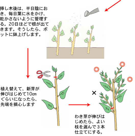 6~7月に挿し木で増やす2