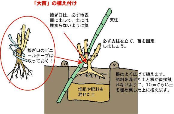 大苗の植え付け