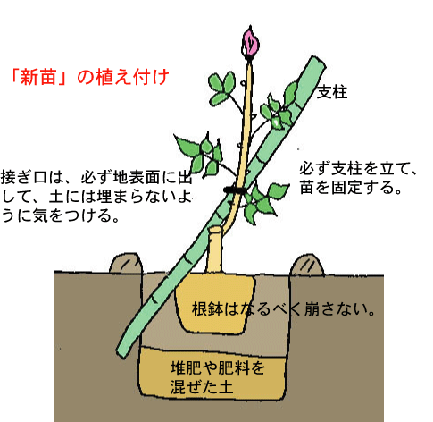 新苗の植え付け
