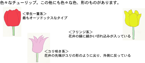 チューリップの種類