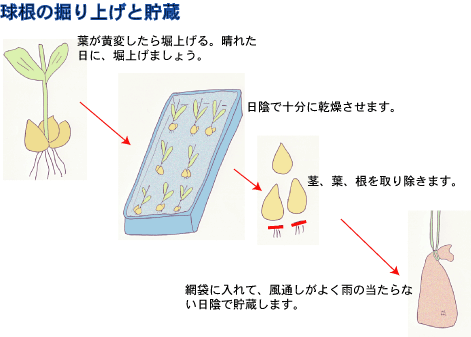 球根の堀上げと貯蔵