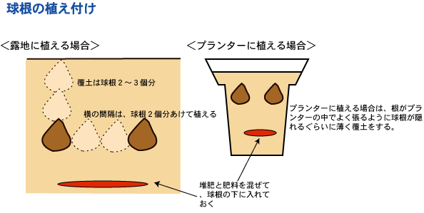 球根の植え付け