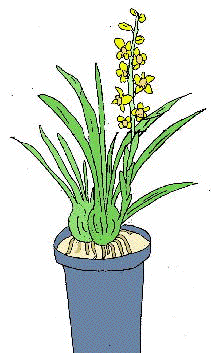 鉢花シンビジウム