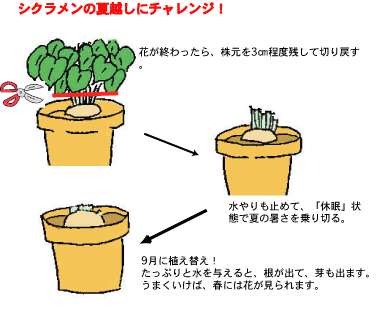 シクラメンの夏越しにチャレンジ！