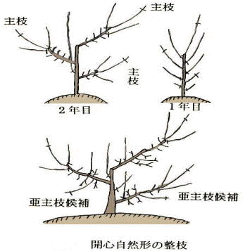開心自然形の製枝