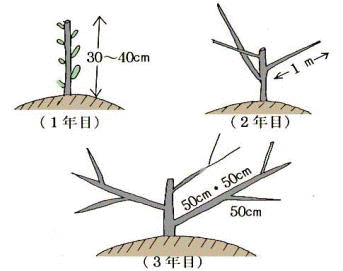 整枝・剪定1