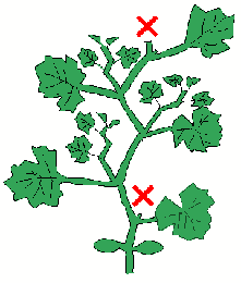 つる、わき芽の整理1