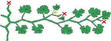 つる、脇芽の整理2