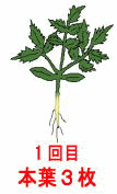 1回目本葉3枚