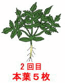 2回目本葉5枚