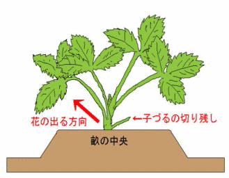 葉かき