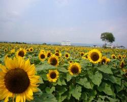 耕作放棄地対策1