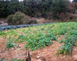 耕作放棄地対策3