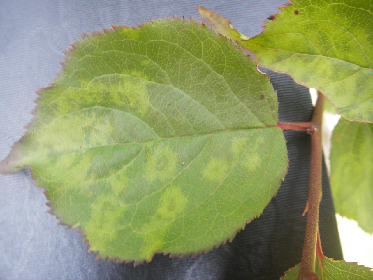 ウメ輪紋ウイルスによるウメの葉の病徴1