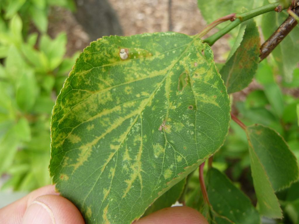 ウメ輪紋ウイルスによるウメの葉の病徴2