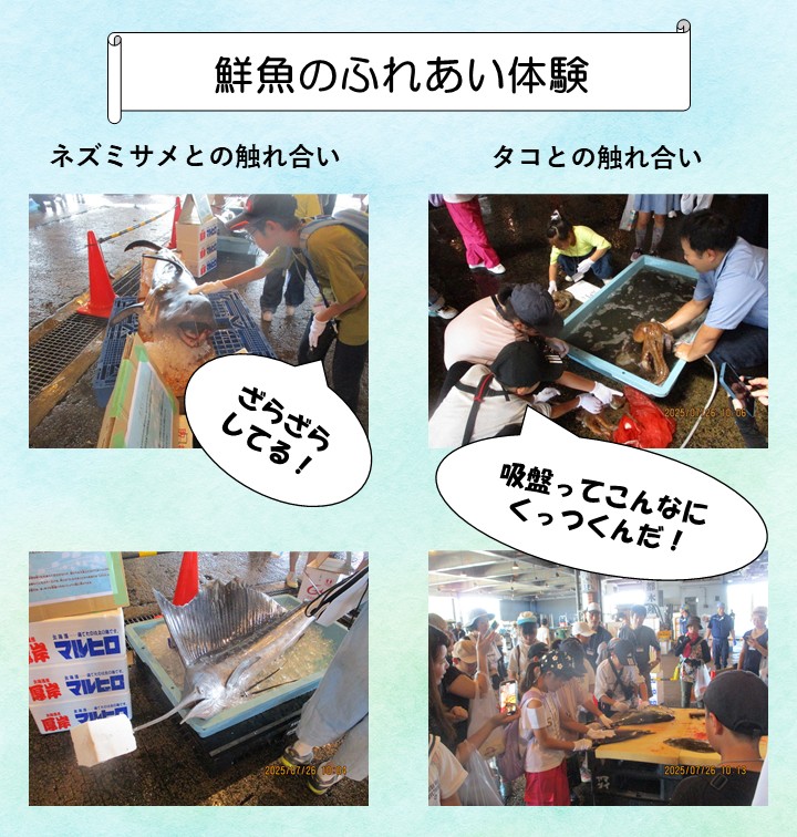 鮮魚のふれあい体験