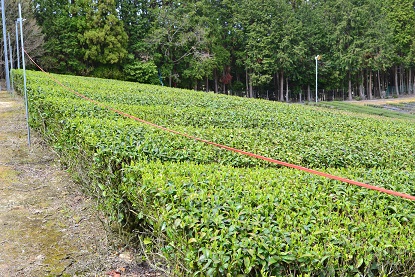 cha