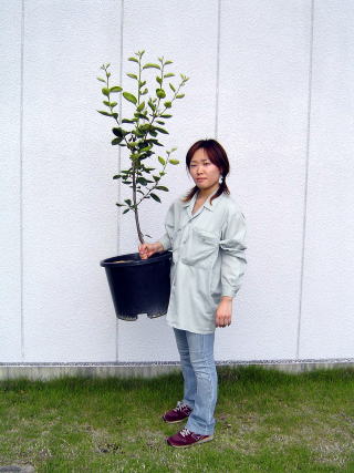 軽量用土で育苗した大苗