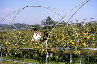 奈良方式低面ネット栽培