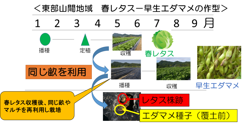 東部山間地域 春レタス-早生エダマメの作型